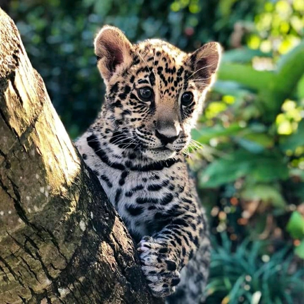 Meet your Posher, Isabella